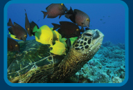 Turtle foundation
