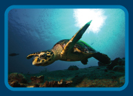 Turtle foundation